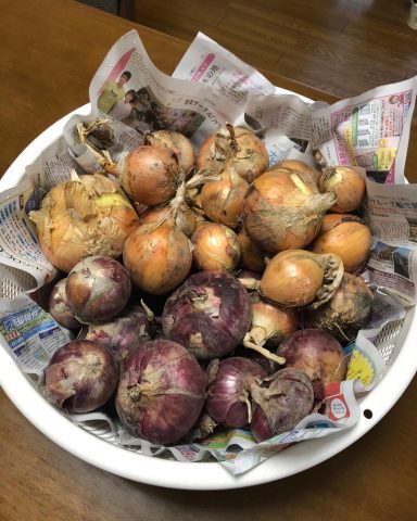 玉ねぎ頂きました！