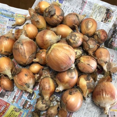 玉ねぎ頂きました！