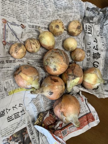 玉ねぎ頂きました！