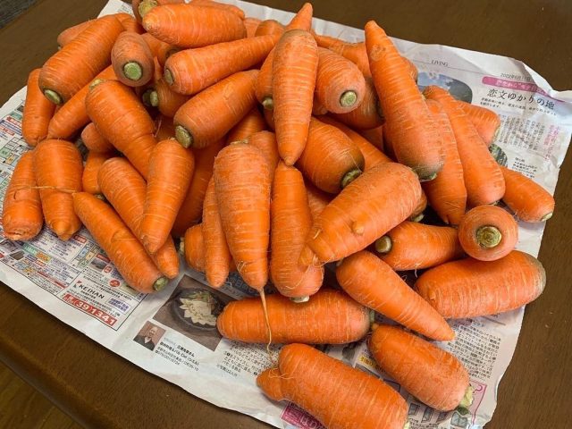 にんじん頂きました！