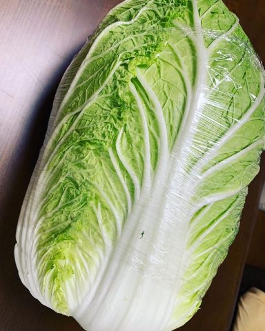 めっちゃくちゃデカい 白菜ご提供頂きました！