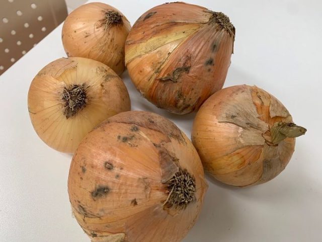 玉ねぎご提供頂きました！