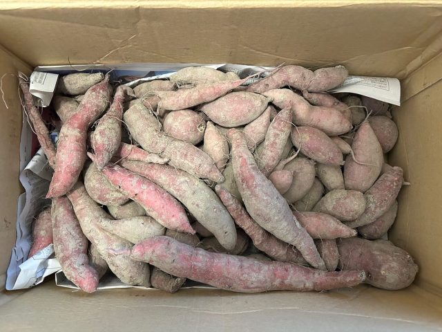 ピットインの会員さんからご提供頂きました、さつまいもです！